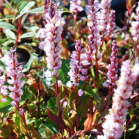 Persicaria (Bistorta) vaccinifolia
